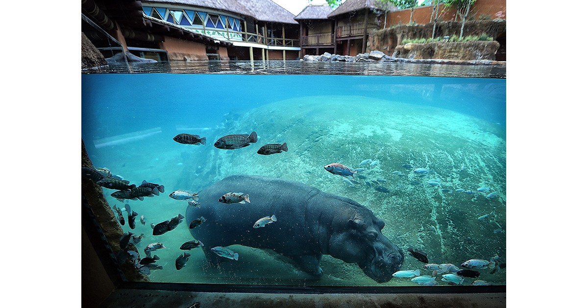 Memphis Zoo | Zambezi River Hippo Camp