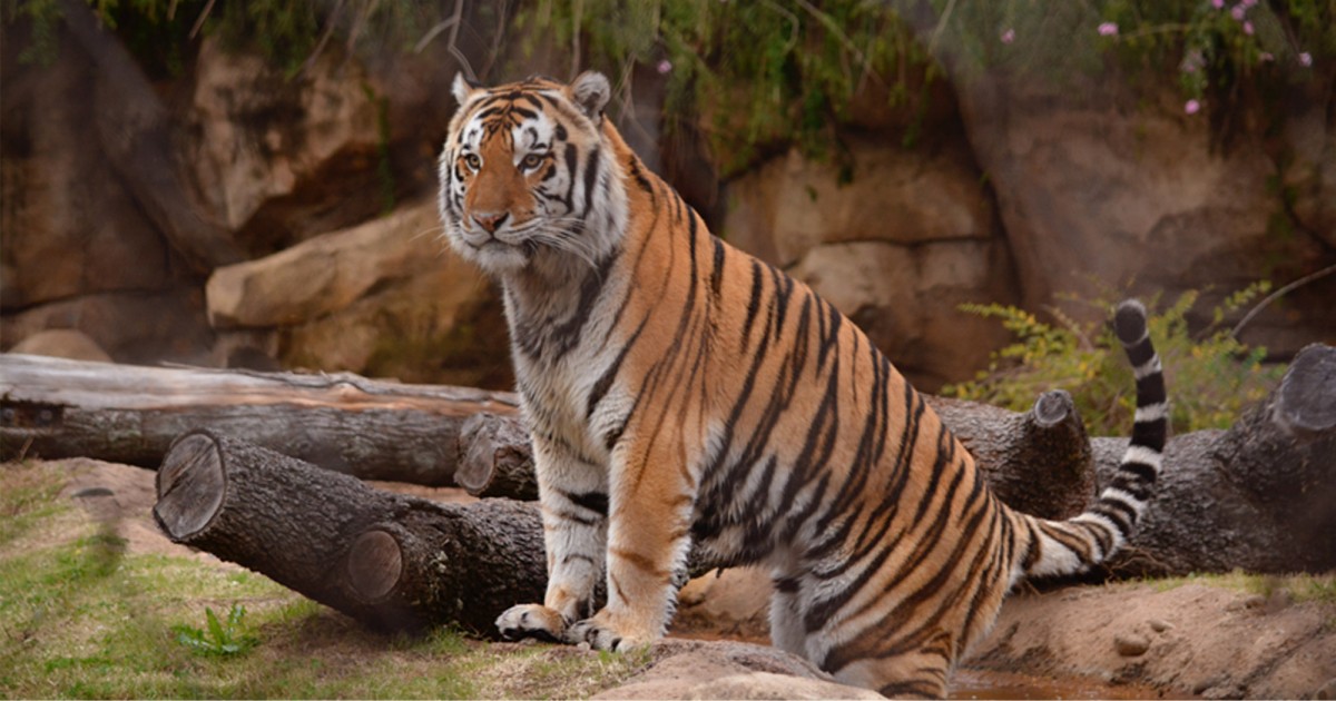 LSU Mike the Tiger