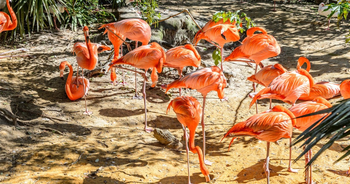 Tampa's Lowry Zoo | Safari Africa