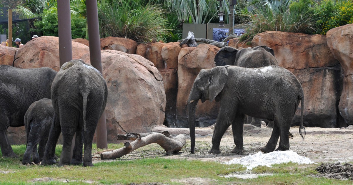 Tampa's Lowry Zoo | Safari Africa