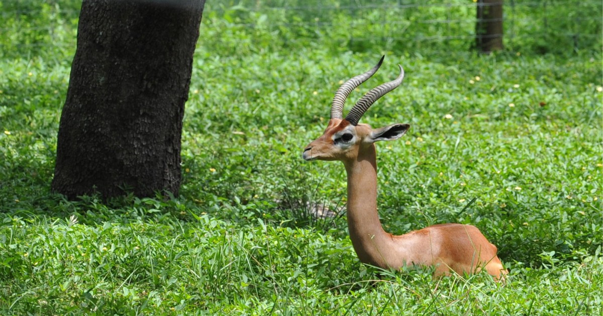 Tampa's Lowry Zoo | Safari Africa