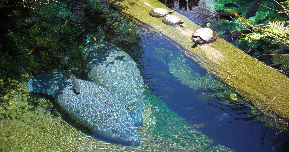 Tampa's Lowry Zoo | Florida Biome