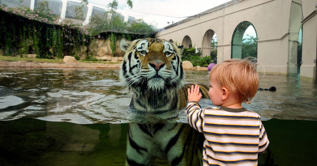 LSU Mike the Tiger