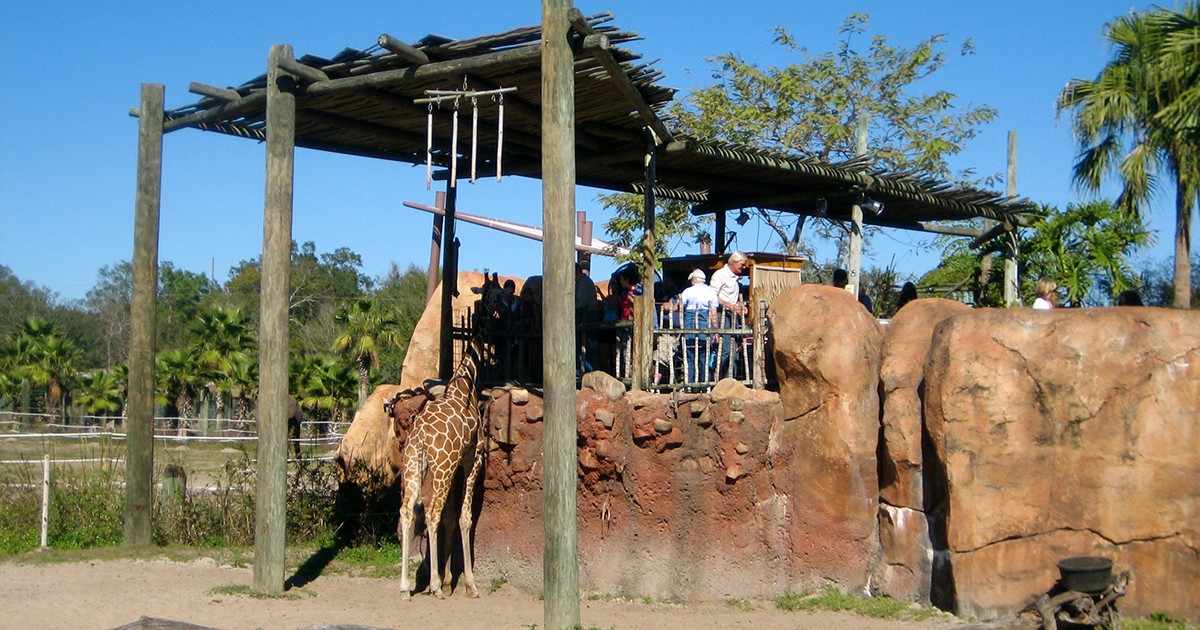 Tampa's Lowry Zoo | Safari Africa