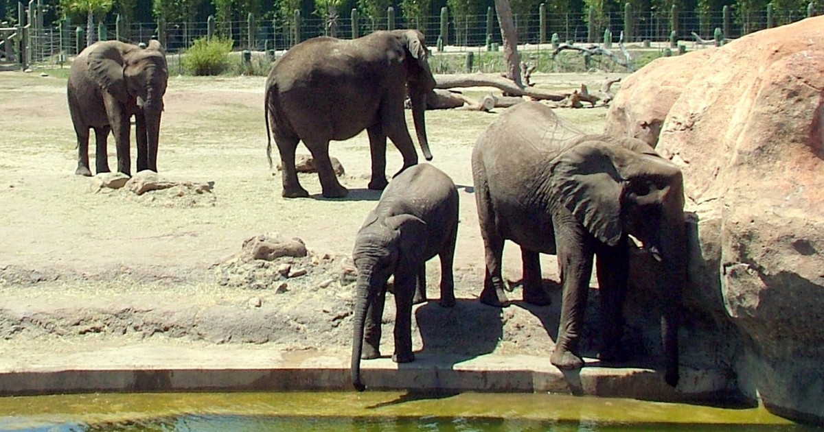 Tampa's Lowry Zoo | Safari Africa