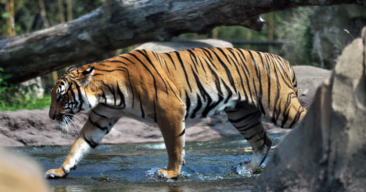 Virginia Zoo | Trail of the Tiger