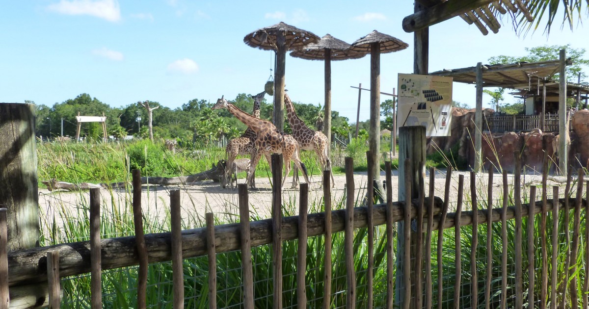 Tampa's Lowry Zoo | Safari Africa