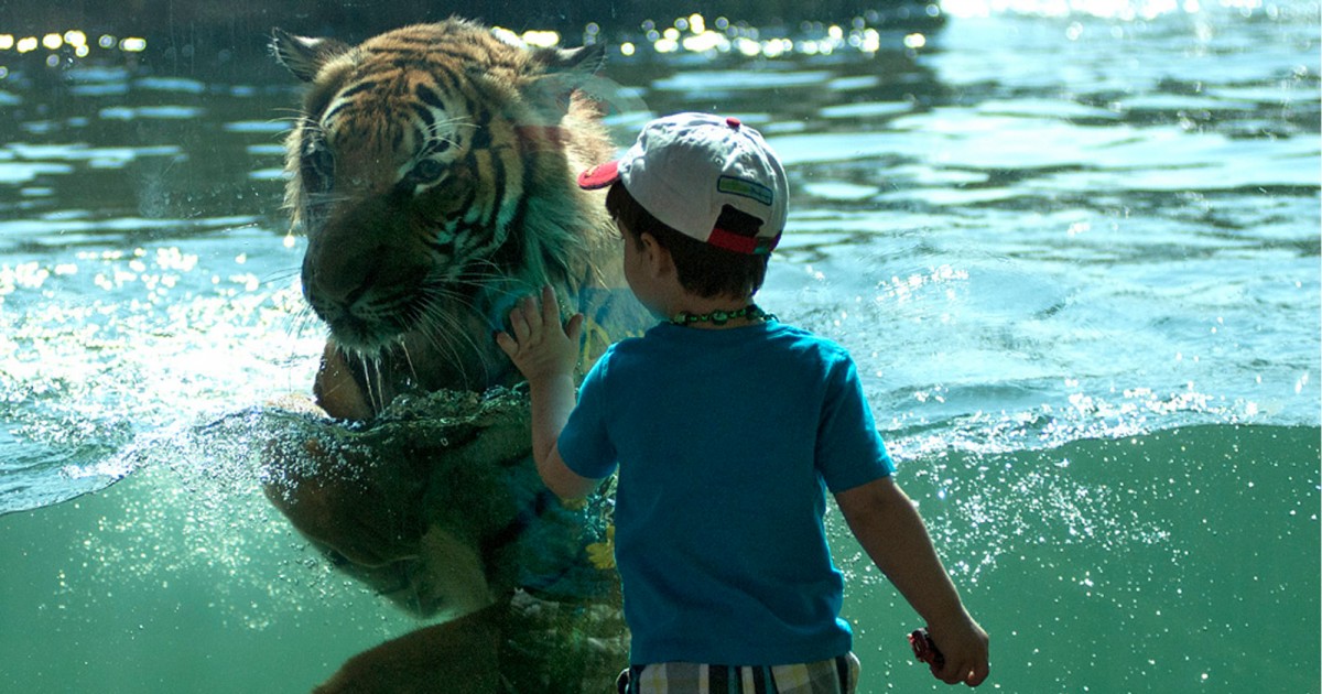 Virginia Zoo | Trail of the Tiger