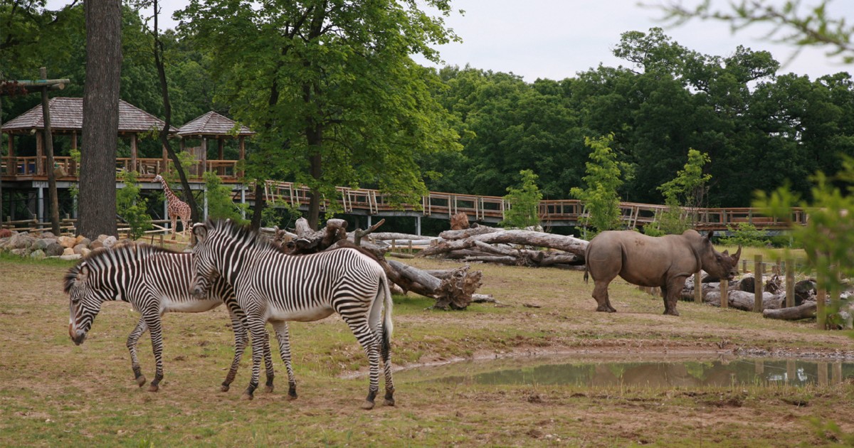 Peoria Zoo | Africa