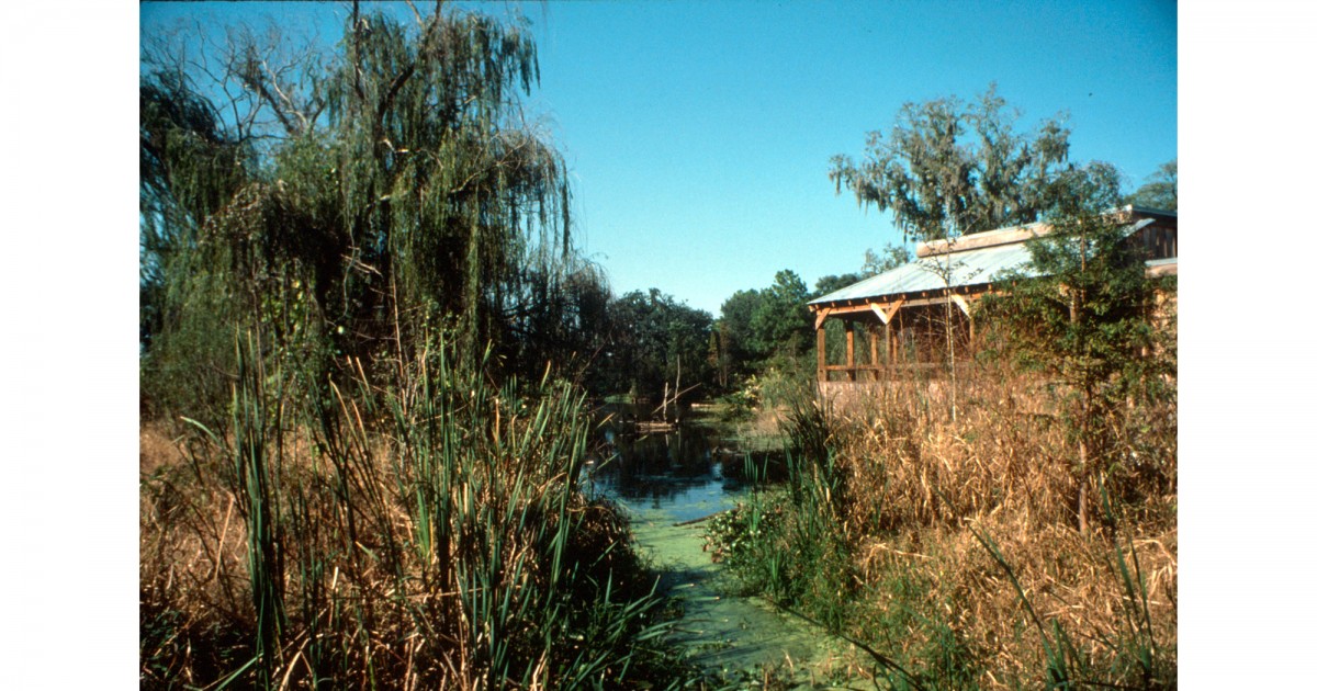 Audubon Zoo | LA Swamp