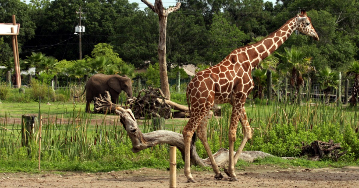 Tampa's Lowry Zoo | Safari Africa