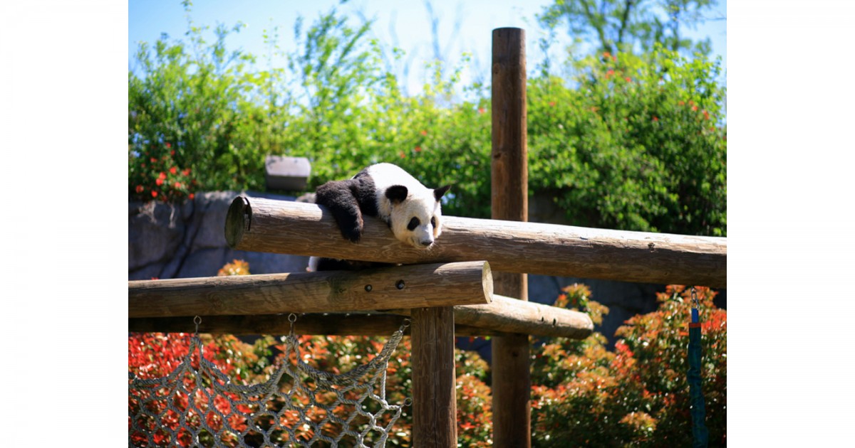 Memphis Zoo | China