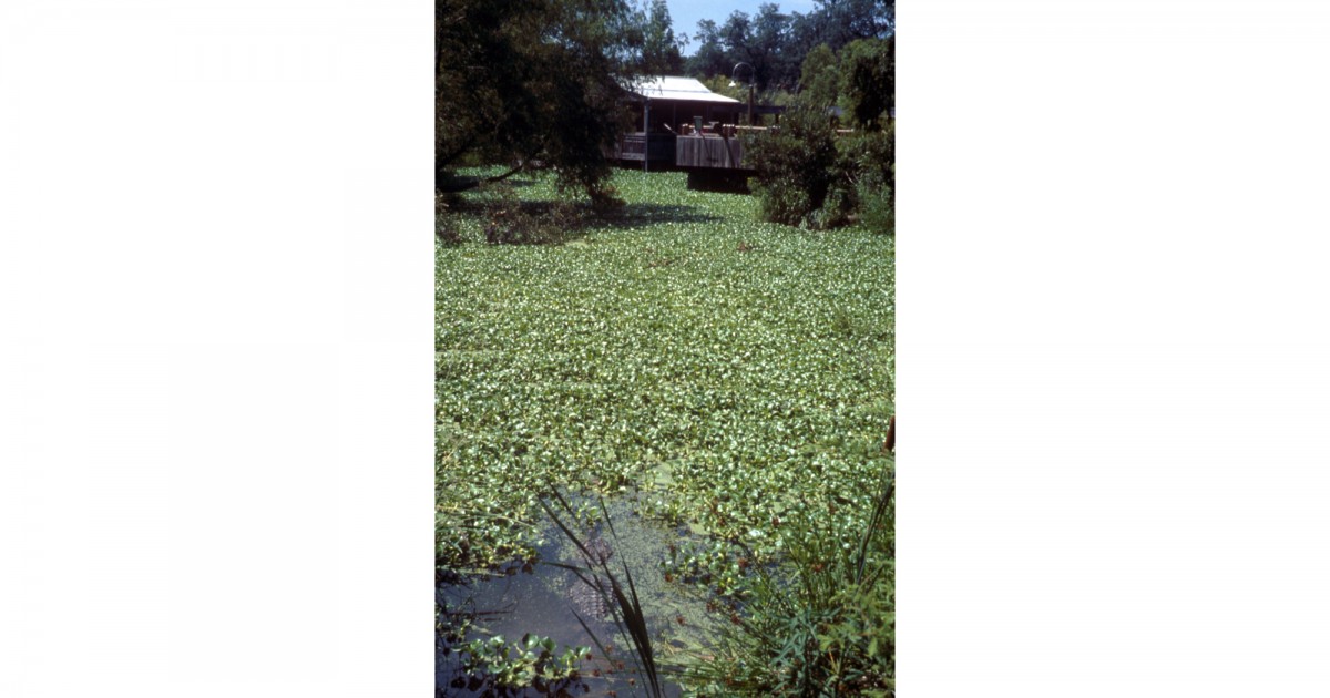 Audubon Zoo | LA Swamp