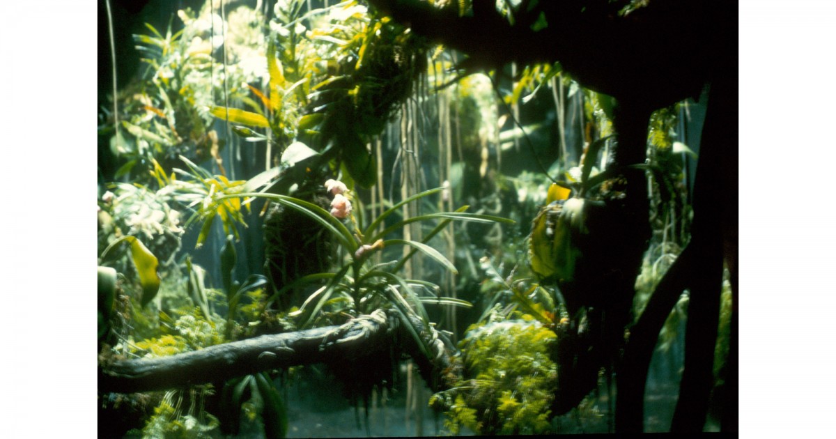 Audubon Zoo & Aquarium | Tropical Bird