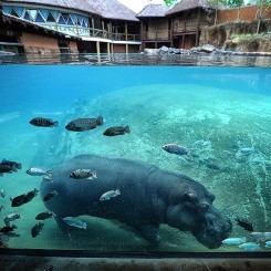 Memphis Zoo | Zambezi River Hippo Camp