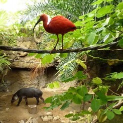 Mesker Zoo | Amazonia