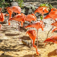 Tampa's Lowry Zoo | Safari Africa