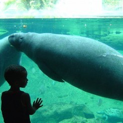 Tampa's Lowry Zoo | Florida Biome