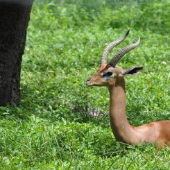 Tampa's Lowry Zoo | Safari Africa