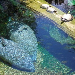 Tampa's Lowry Zoo | Florida Biome