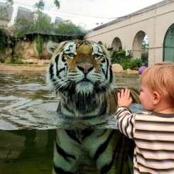 LSU Mike the Tiger