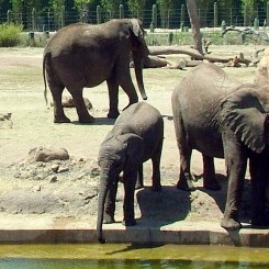 Tampa's Lowry Zoo | Safari Africa