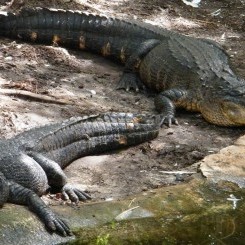 Tampa's Lowry Zoo | Florida Biome