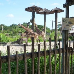 Tampa's Lowry Zoo | Safari Africa