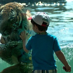 Virginia Zoo | Trail of the Tiger