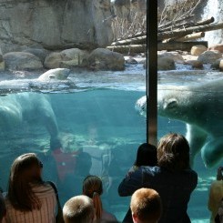 Memphis Zoo | Northwest Passage