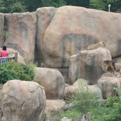 Peoria Zoo | Africa