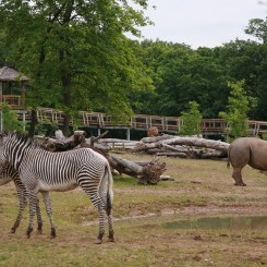 Peoria Zoo | Africa