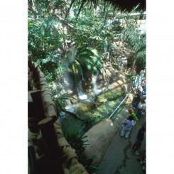 Audubon Aquarium | Amazon Rainforest