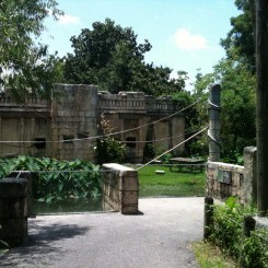 Audubon Zoo | Jaguar Jungle