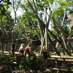 Memphis Zoo | Primate Canyon