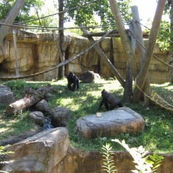 Memphis Zoo | Primate Canyon