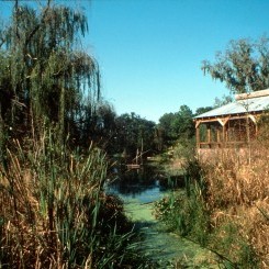 Audubon Zoo | LA Swamp