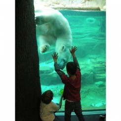 Memphis Zoo | Northwest Passage