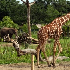 Tampa's Lowry Zoo | Safari Africa