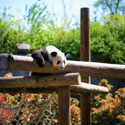 Memphis Zoo | China