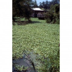 Audubon Zoo | LA Swamp