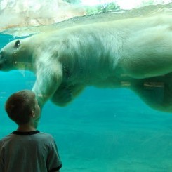 Memphis Zoo | Northwest Passage