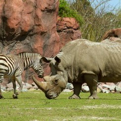 Virginia Zoo | Okavanga Delta