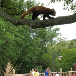 Virginia Zoo | Trail of the Tiger